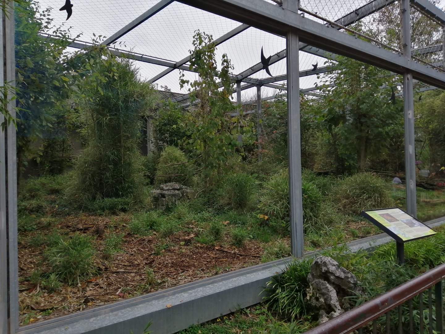 Amur Leopards exhibit