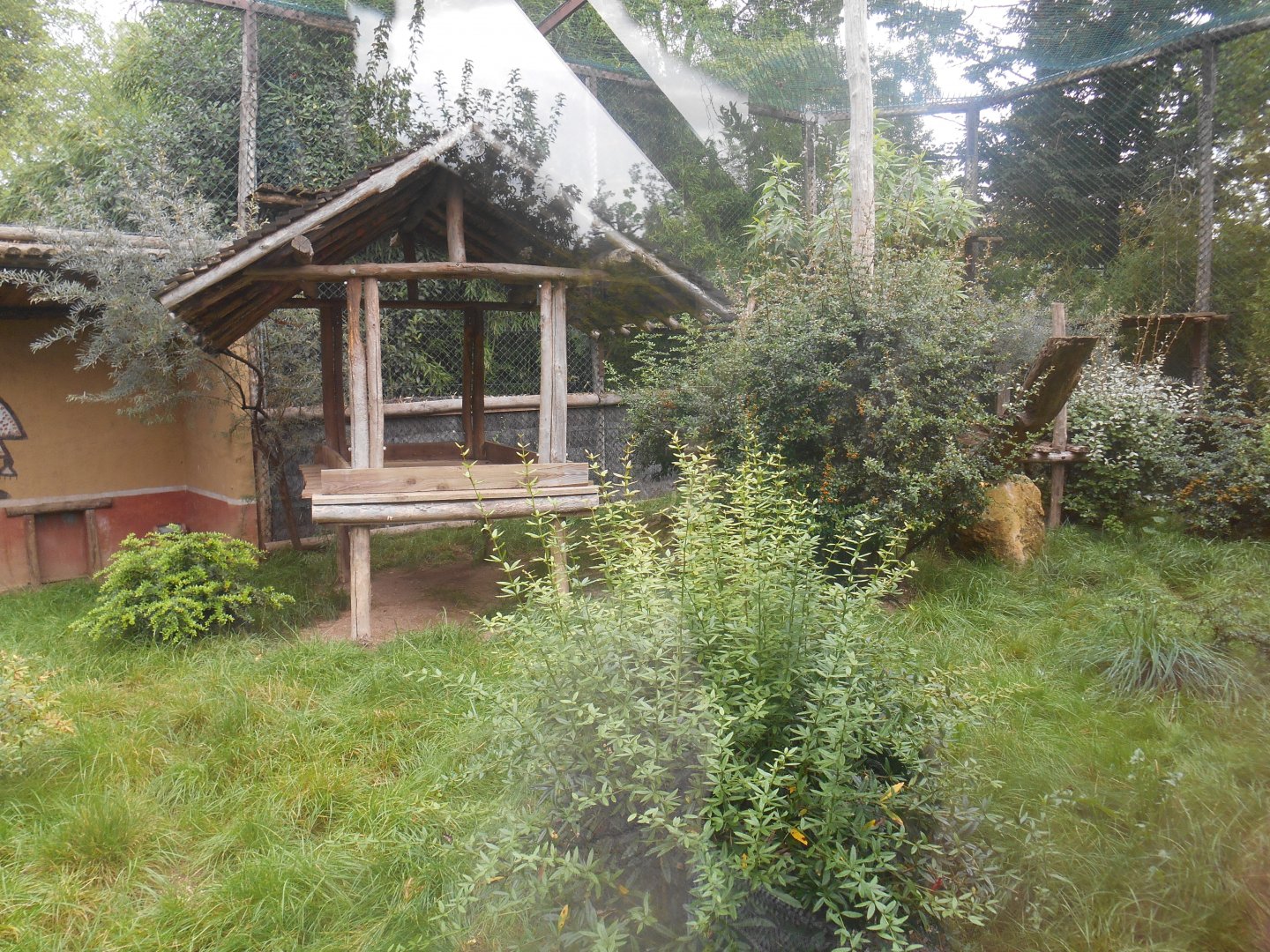 Amur Leopards Exhibit