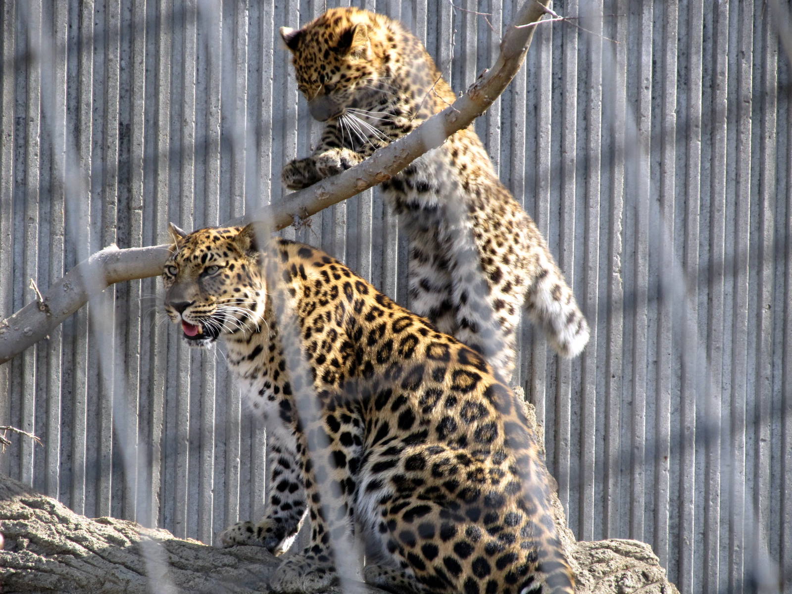 Amur Leopards