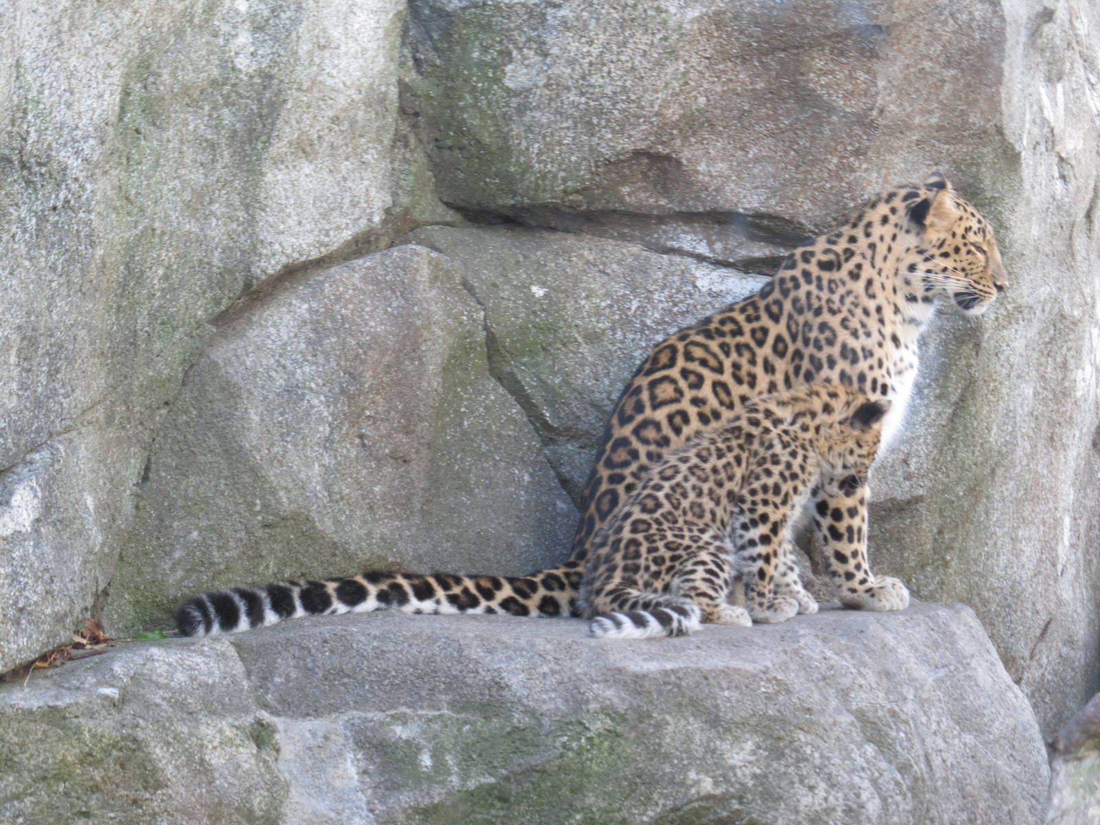 Amur Leopards