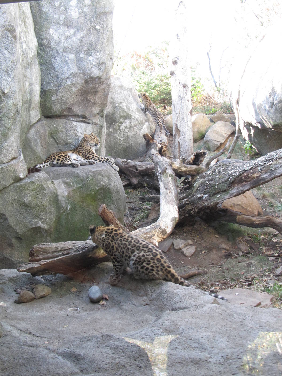 Amur Leopards