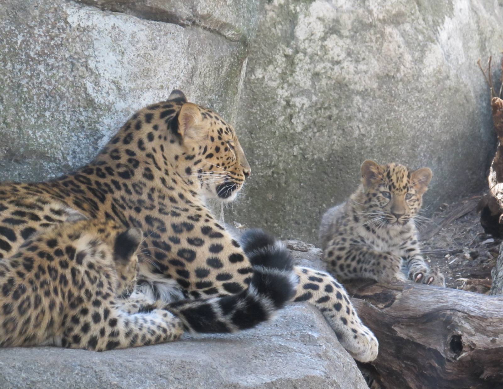 Amur Leopards
