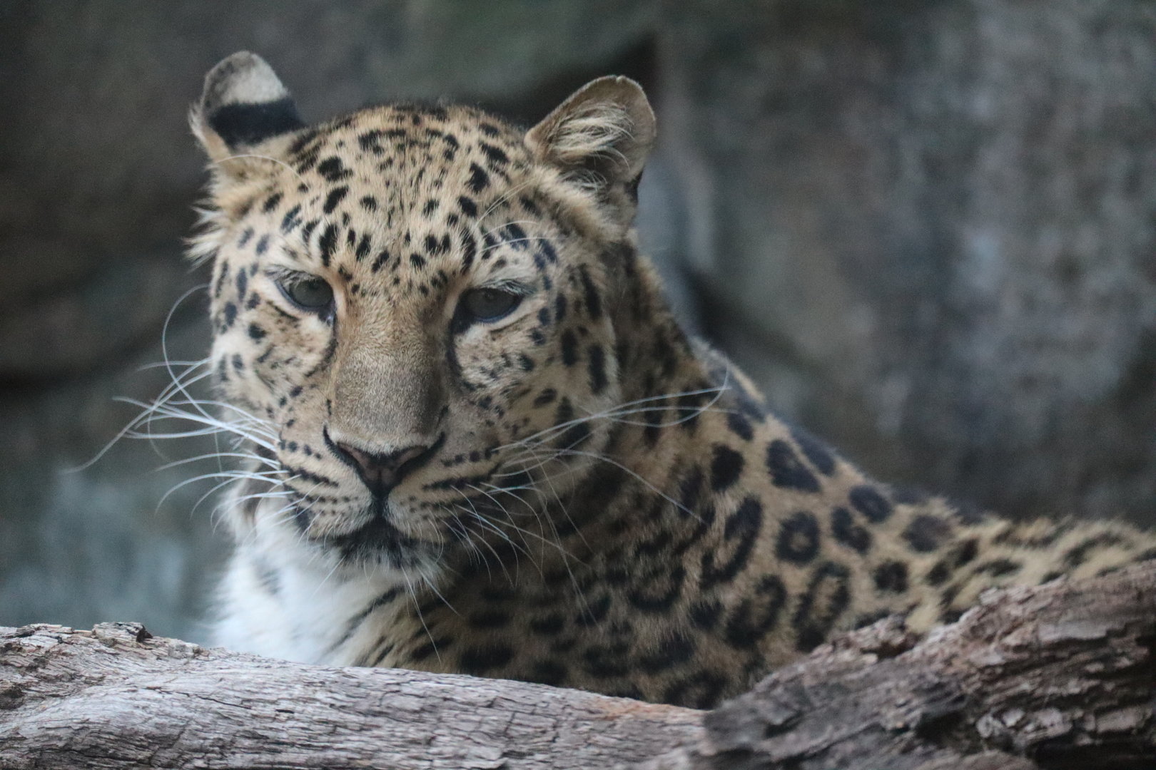 Amur Leopards