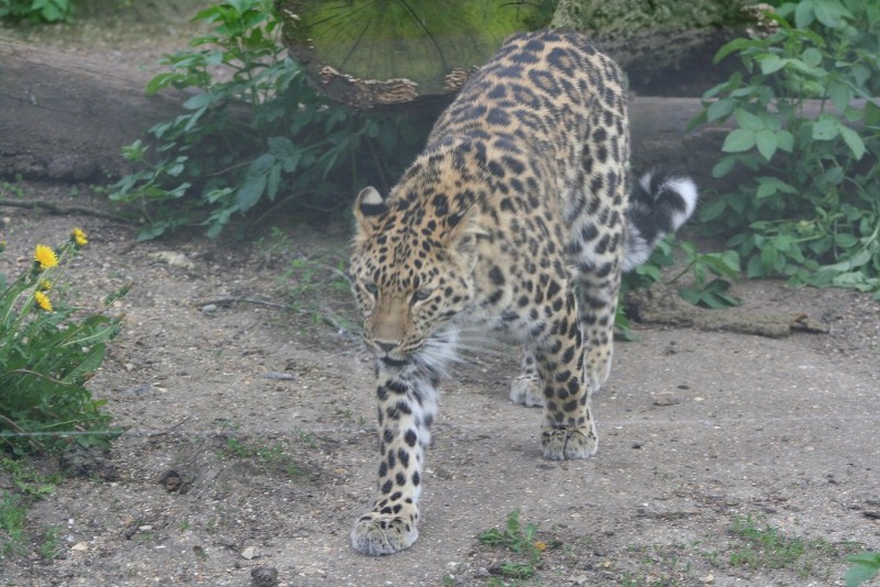 Amur Leoprad Mar - May 2010