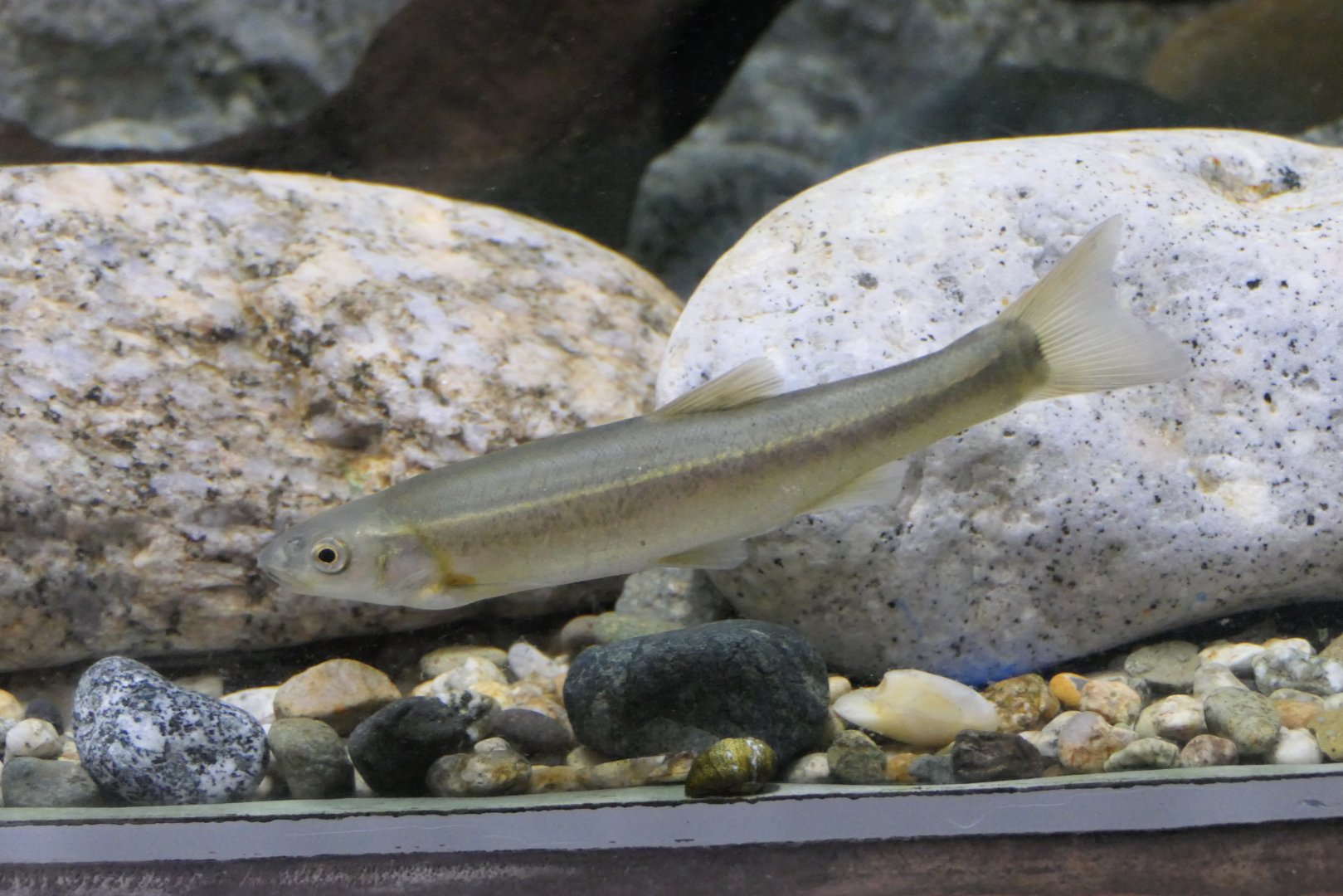 Amur Minnow (Rhynchocypris (lagowskii) steindachneri) - Uozu Aquarium