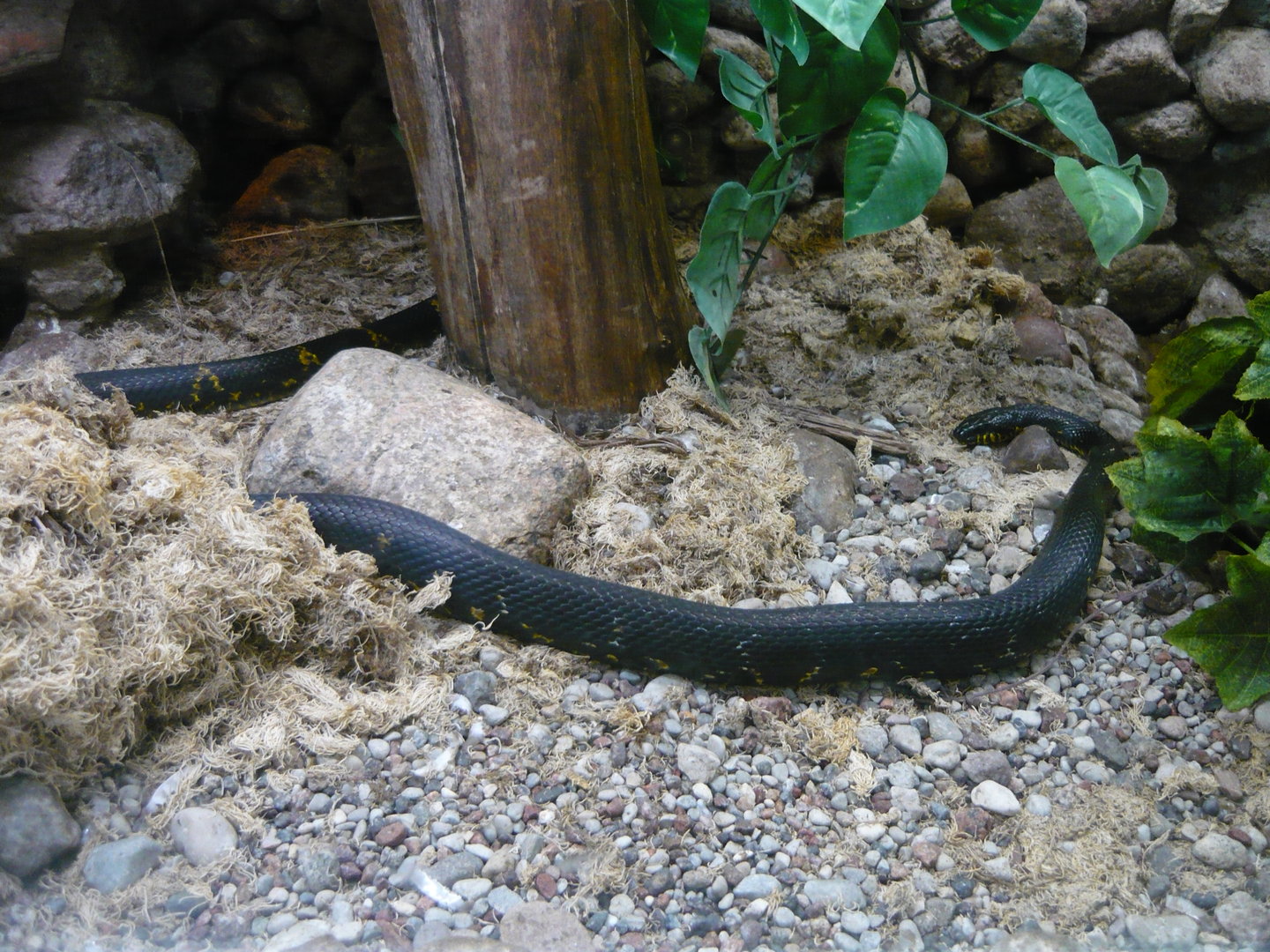 Amur rat snake (Elaphe schrenckii)