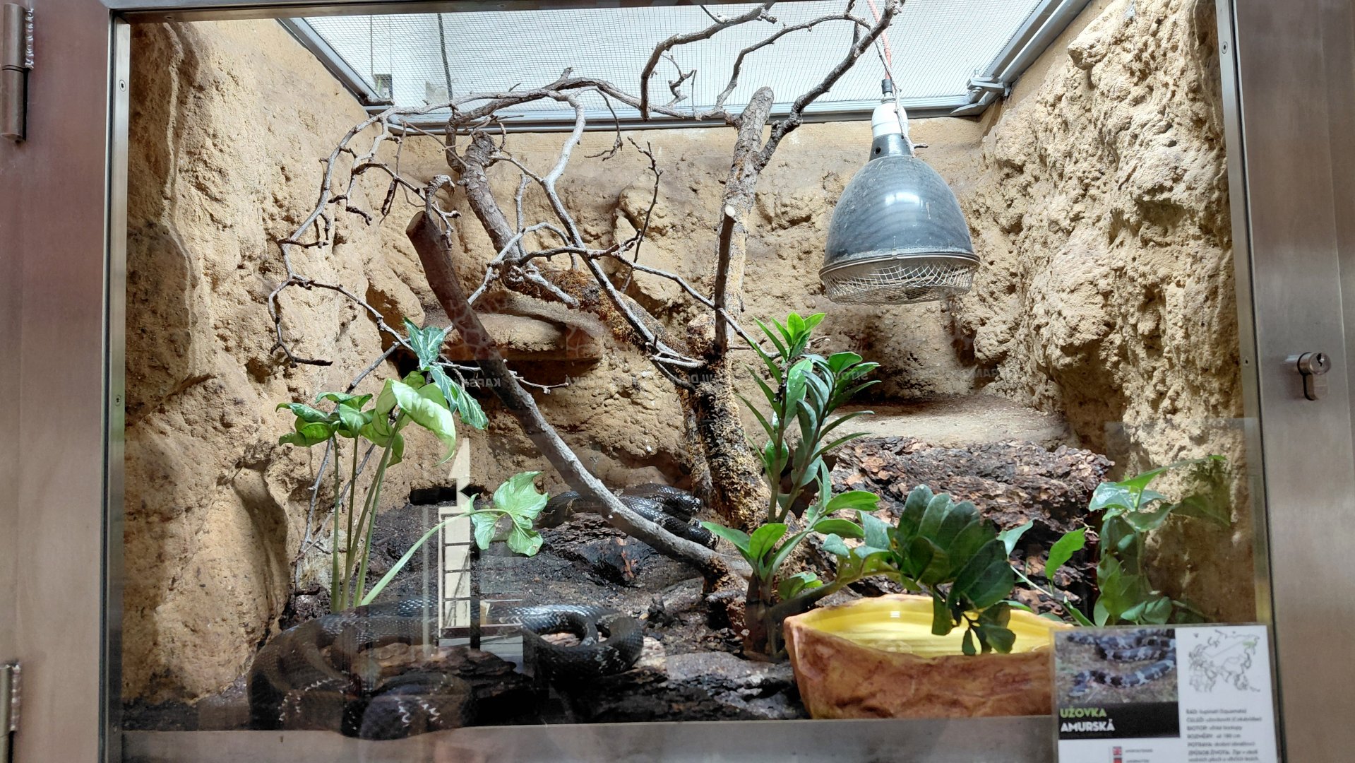 Amur rat snake exhibit