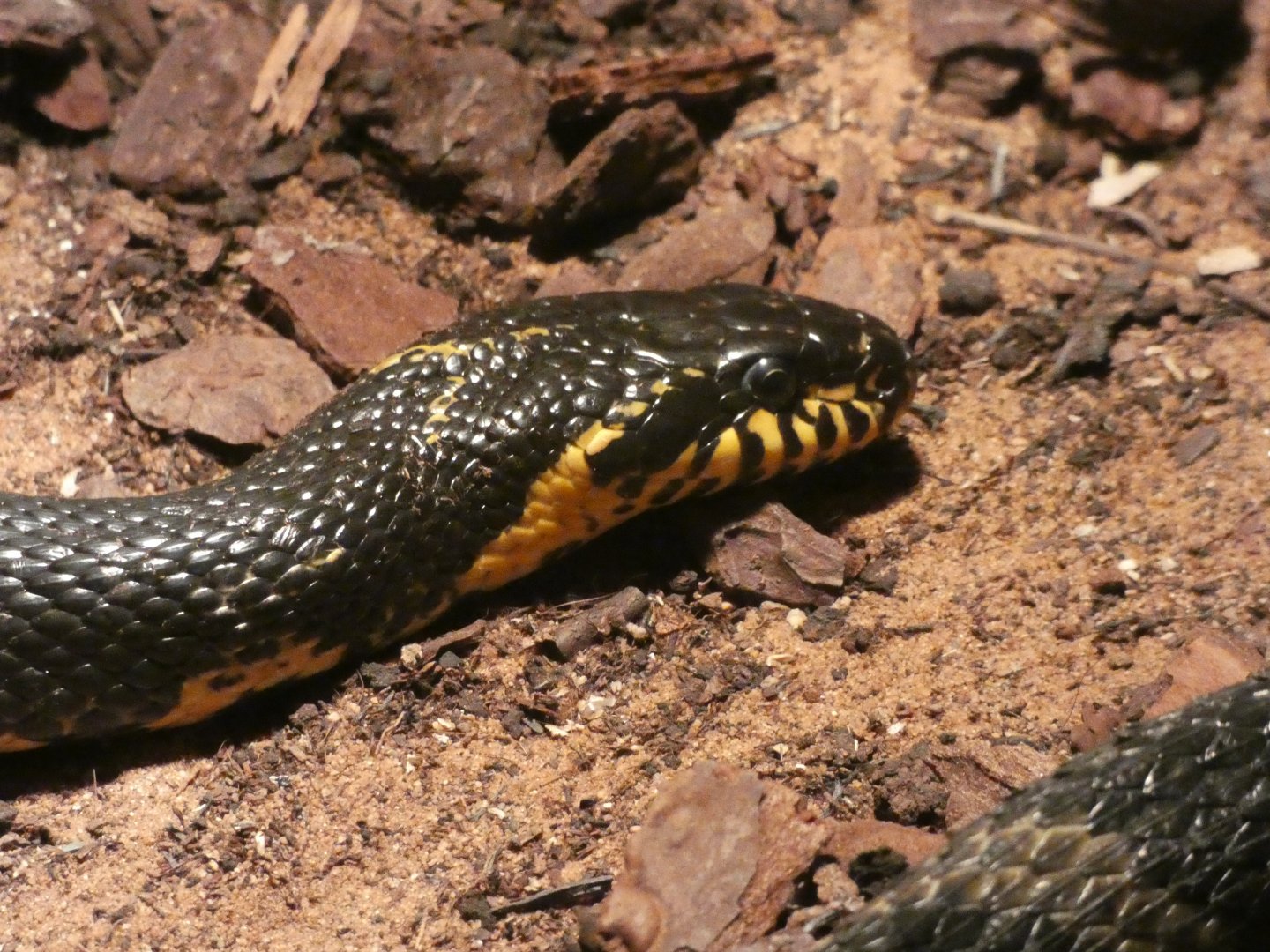 Amur Rat Snake