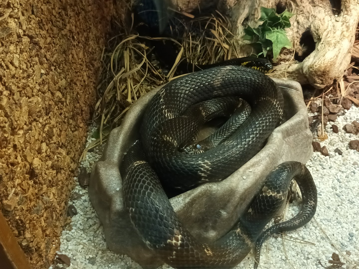 Amur Rat Snake