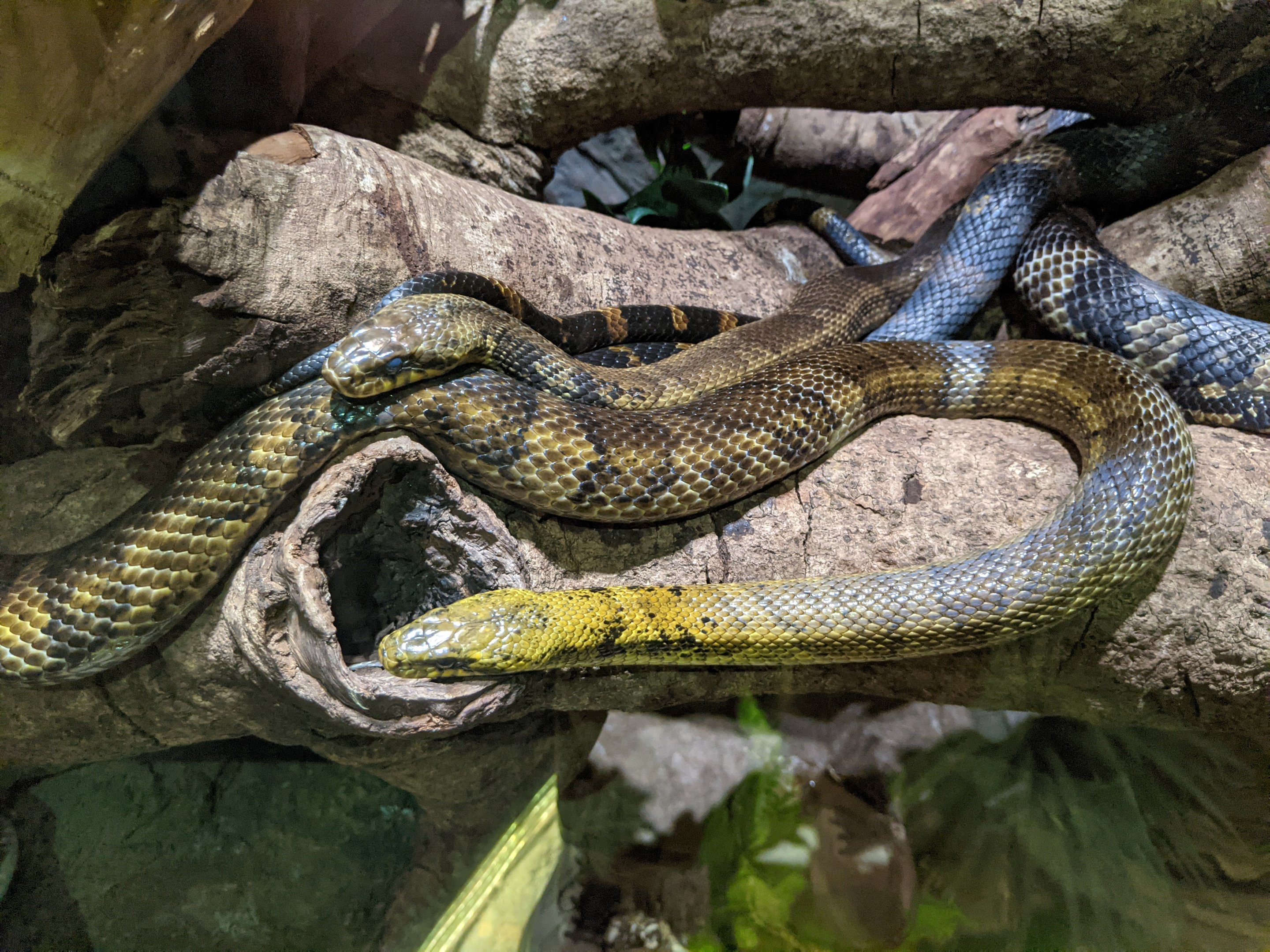 Amur Rat Snakes (Elaphe schrenckii)