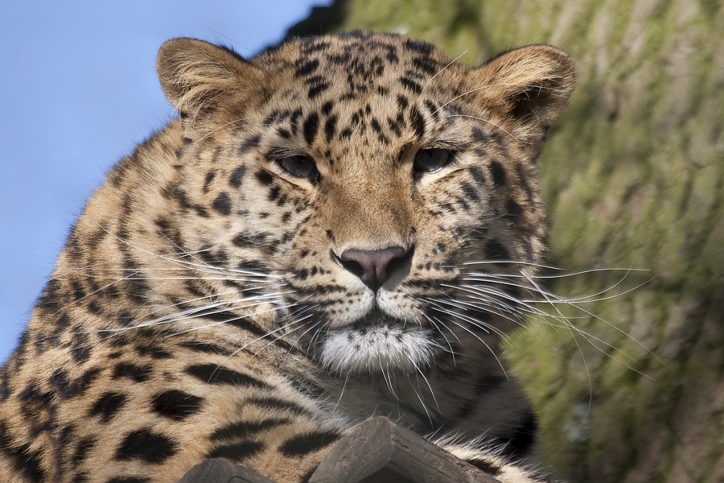 Amur (Siberian) Leopard