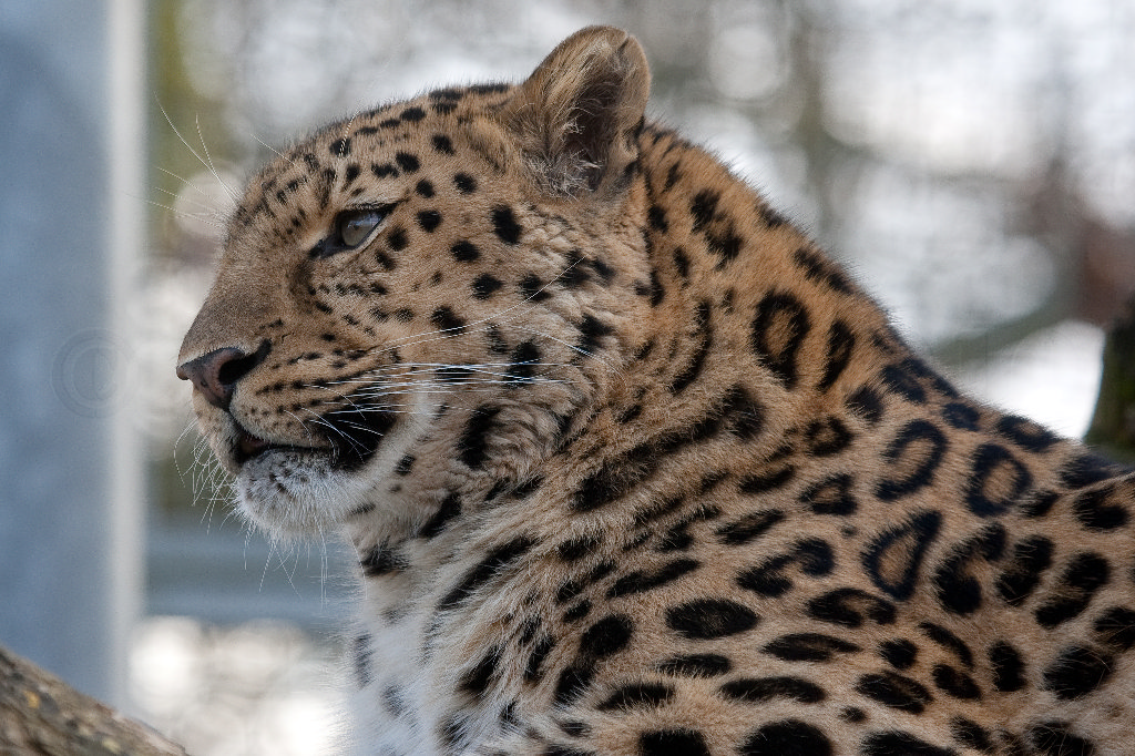 Amur (Siberian) Leopard