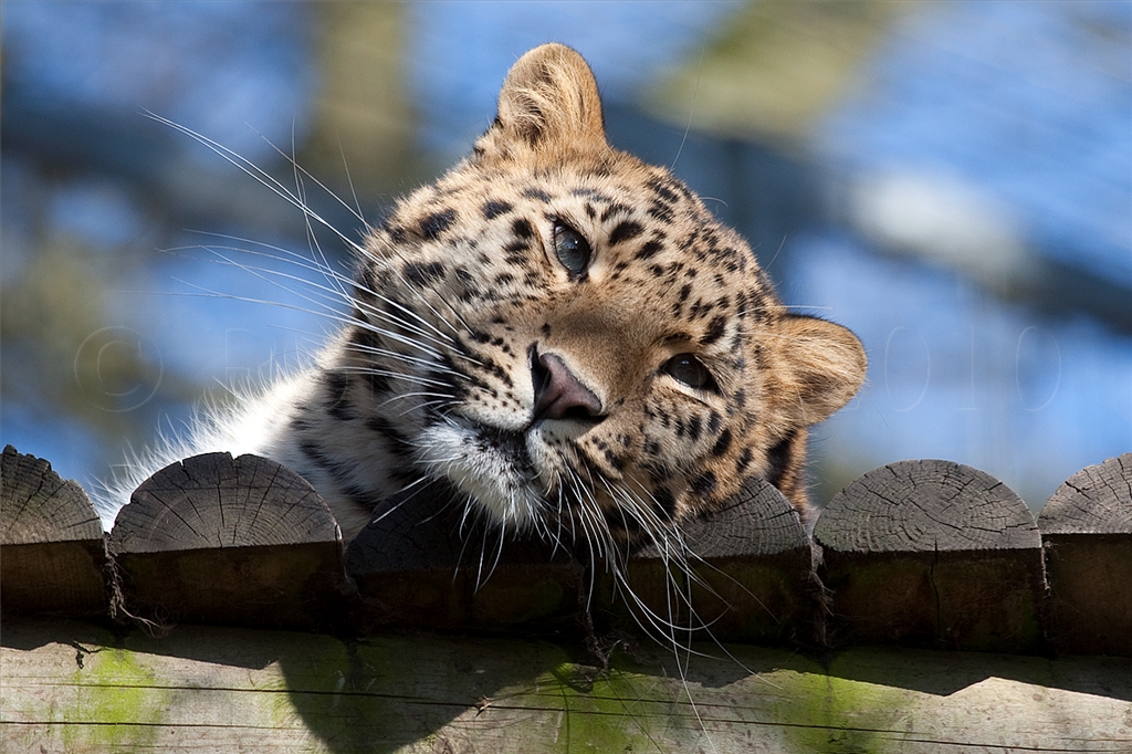 Amur (Siberian) Leopard