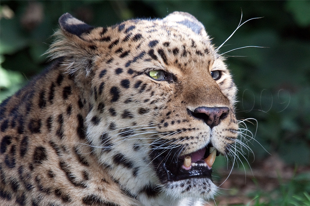 Amur (Siberian) Leopard
