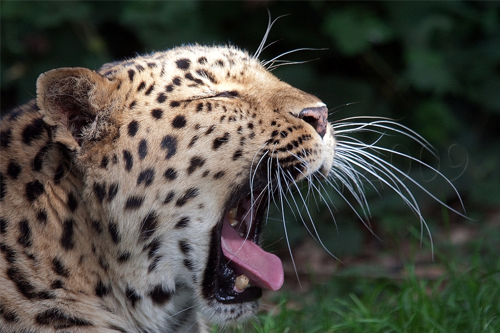 Amur (Siberian) Leopard