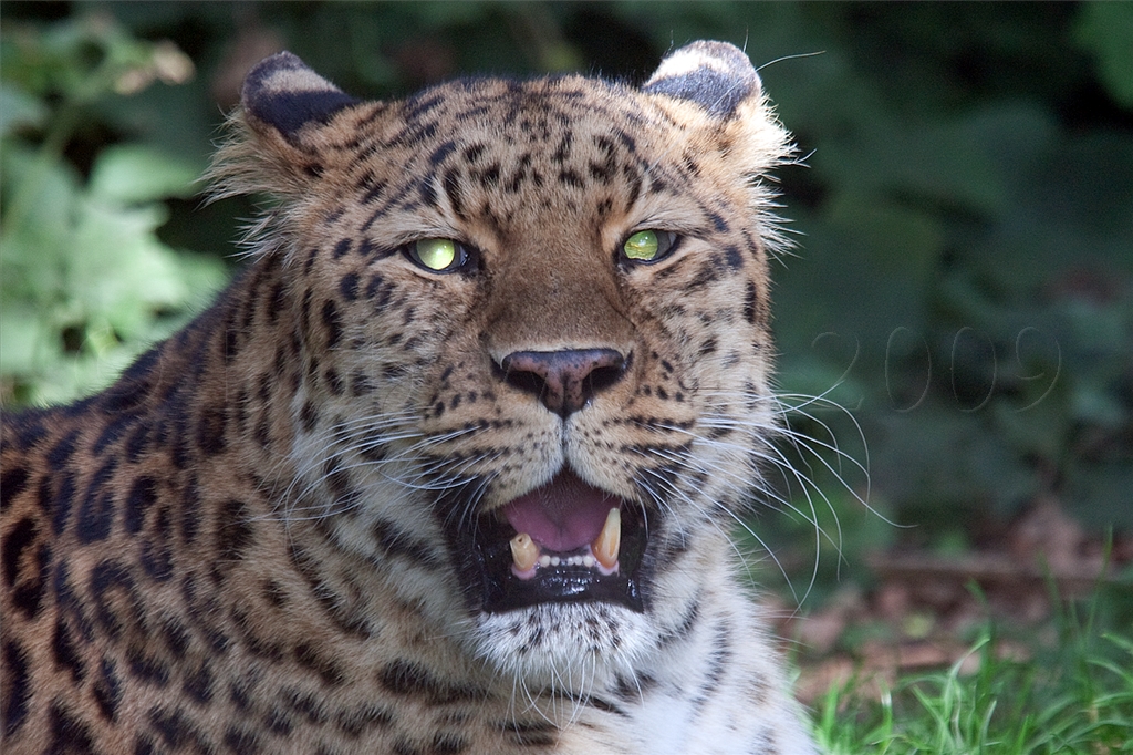 Amur (Siberian) Leopard