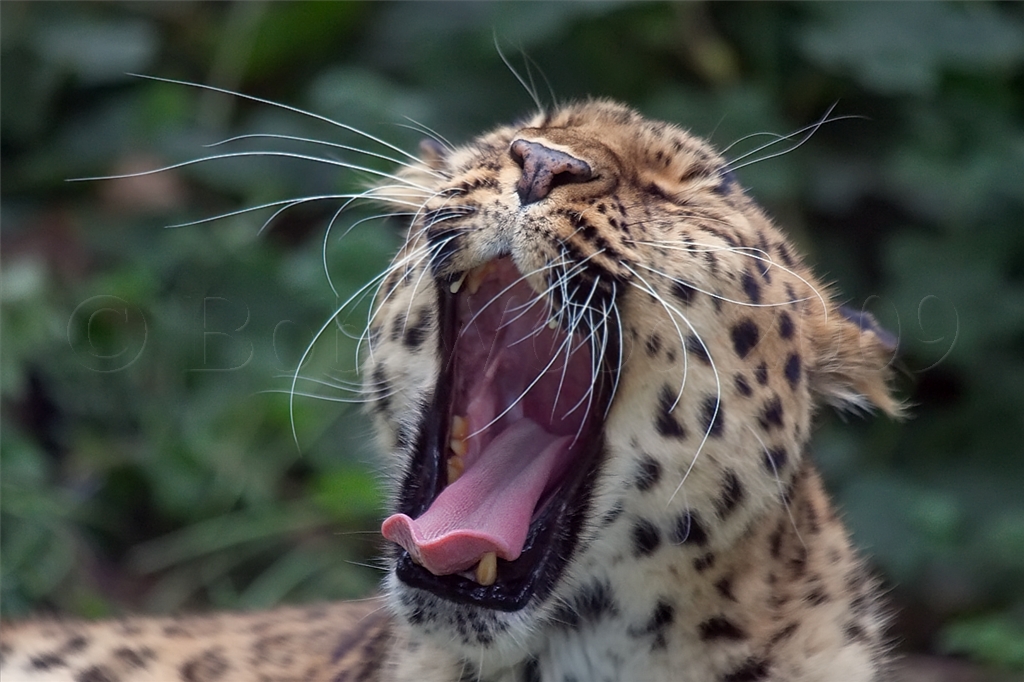 Amur (Siberian) Leopard