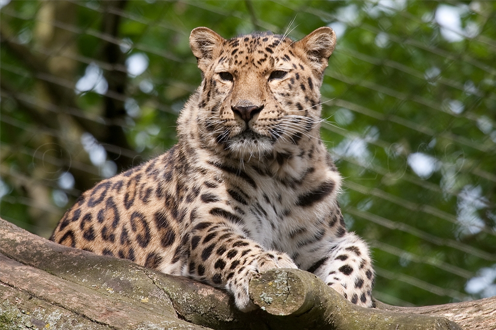 Amur (Siberian) Leopard