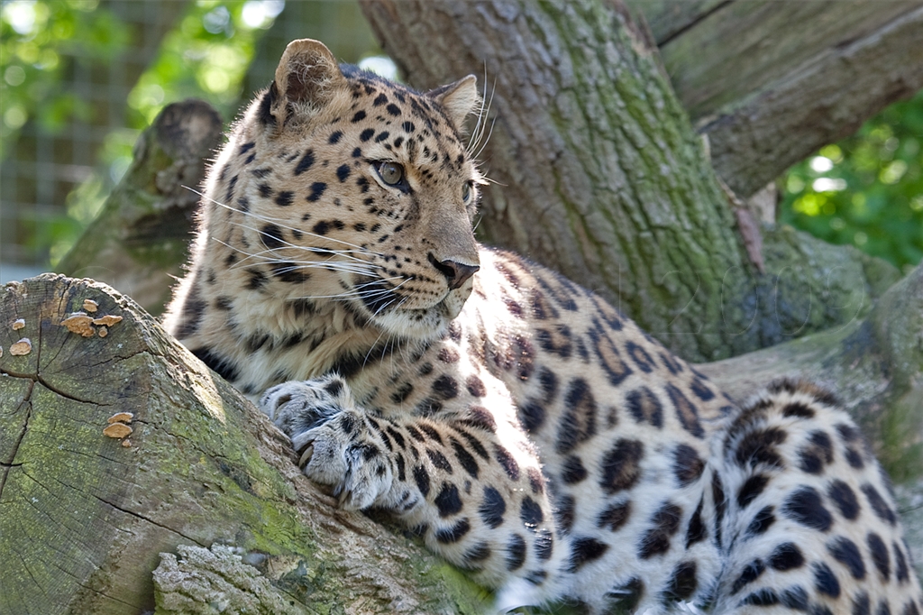 Amur (Siberian) Leopard