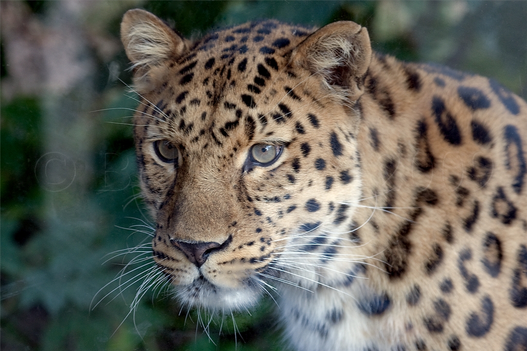 Amur (Siberian) Leopard