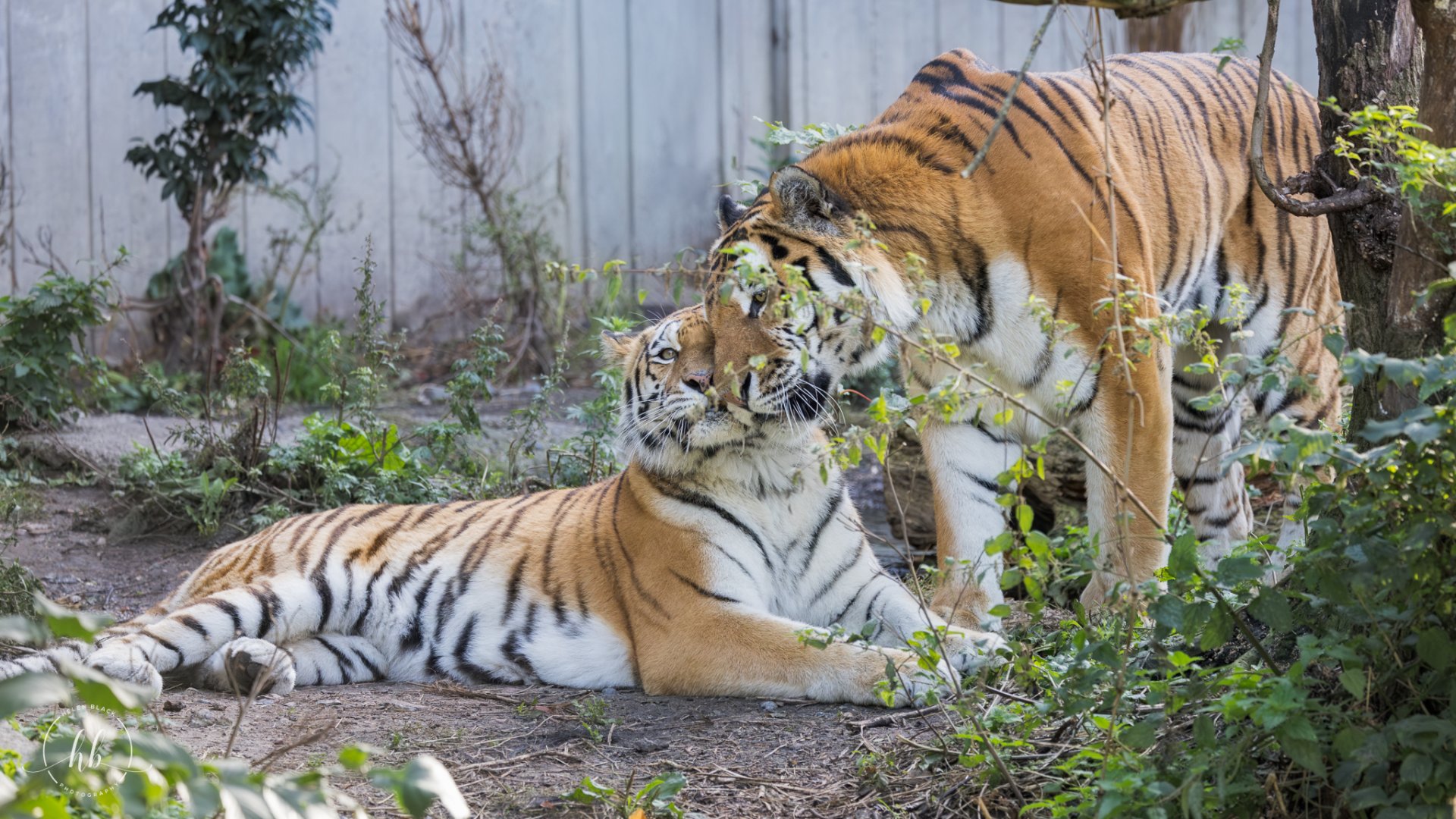 Amur/Siberian Tiger couple / Copenhagen / 30-9-24