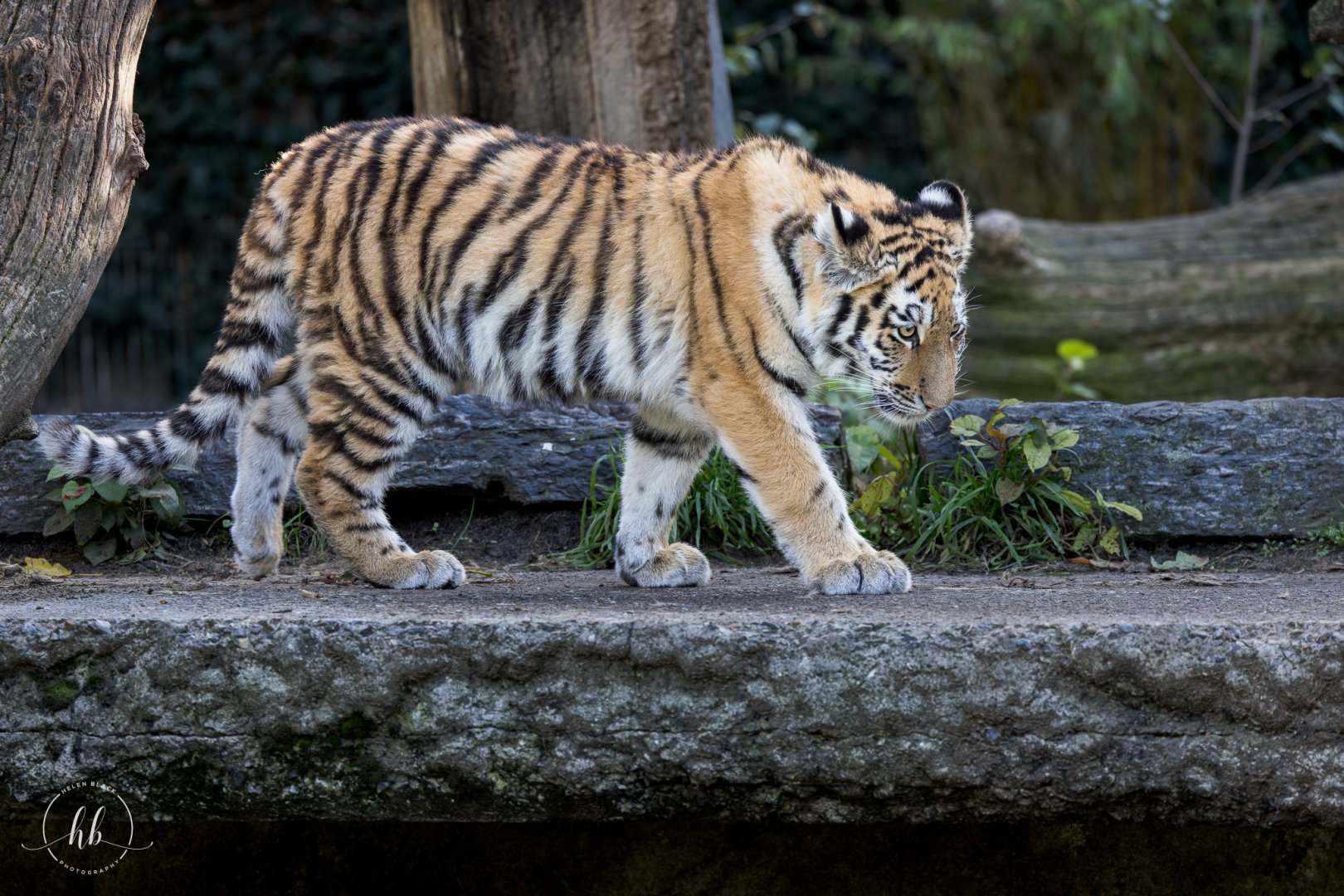 Amur/Siberian Tiger Cub / Copenhagen / 30-9-24