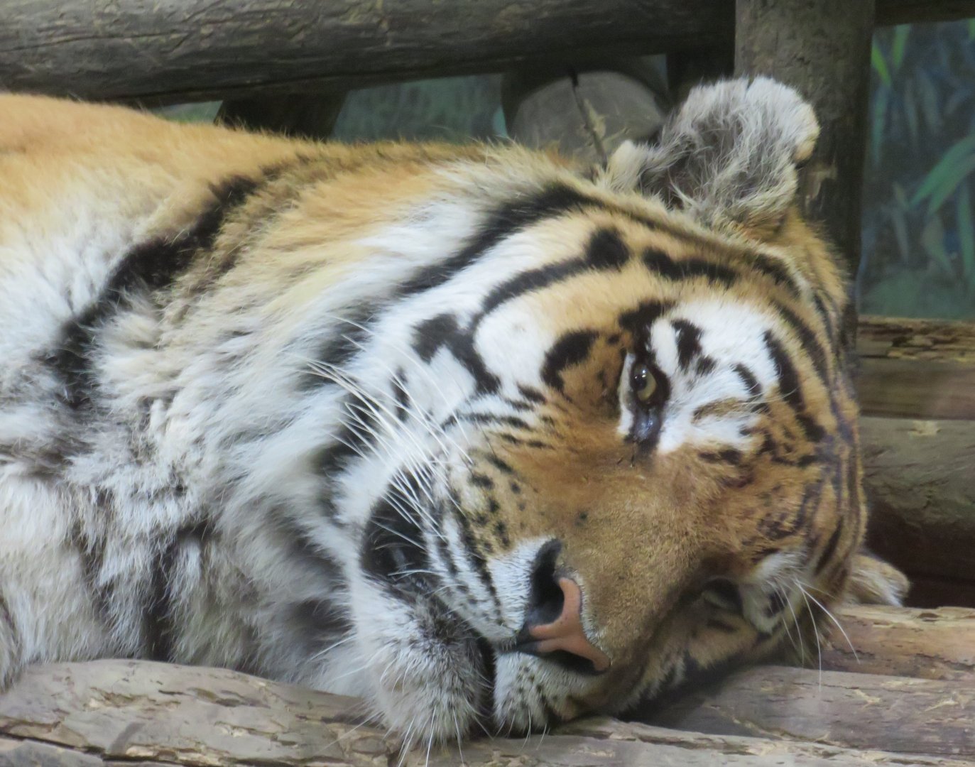 Amur (Siberian) tiger