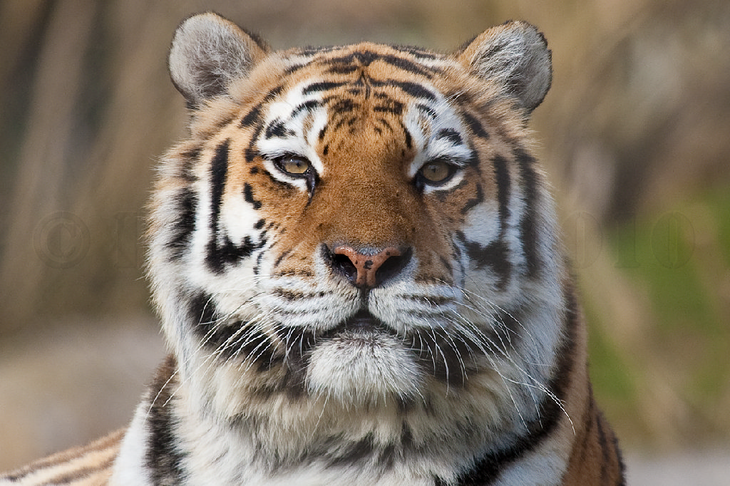 Amur (Siberian) Tiger