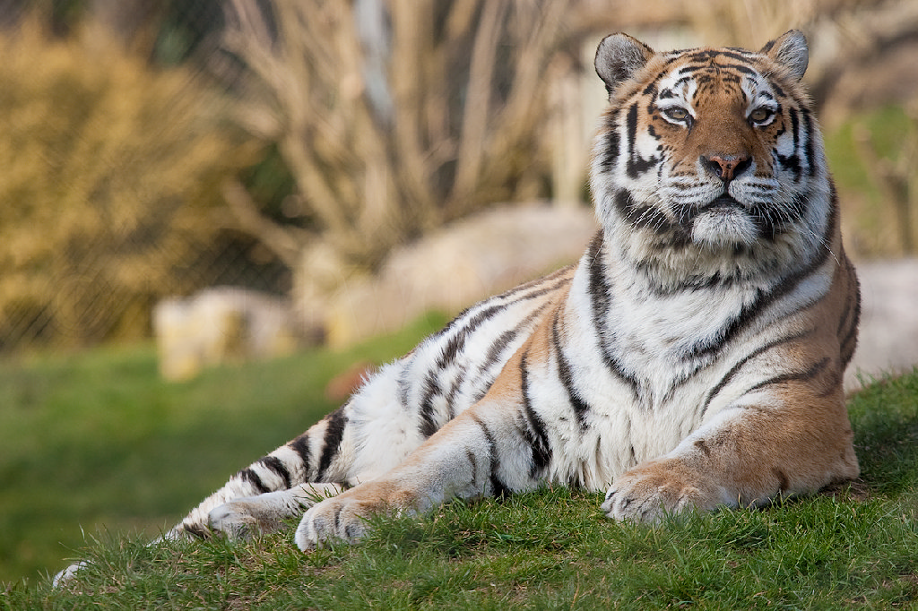 Amur (Siberian) Tiger