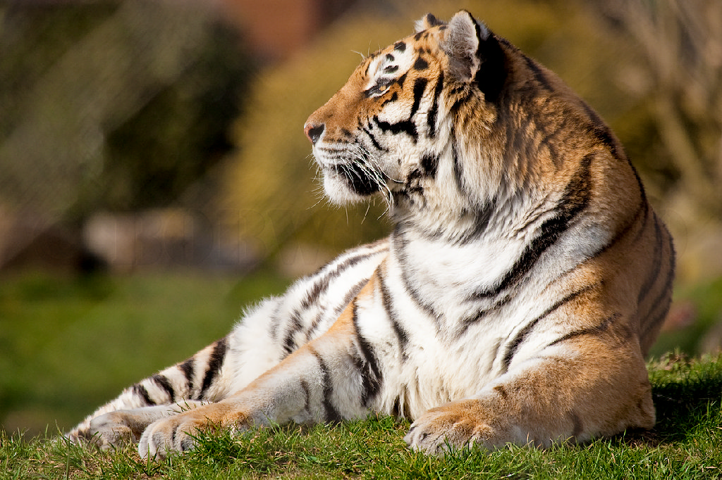 Amur (Siberian) Tiger