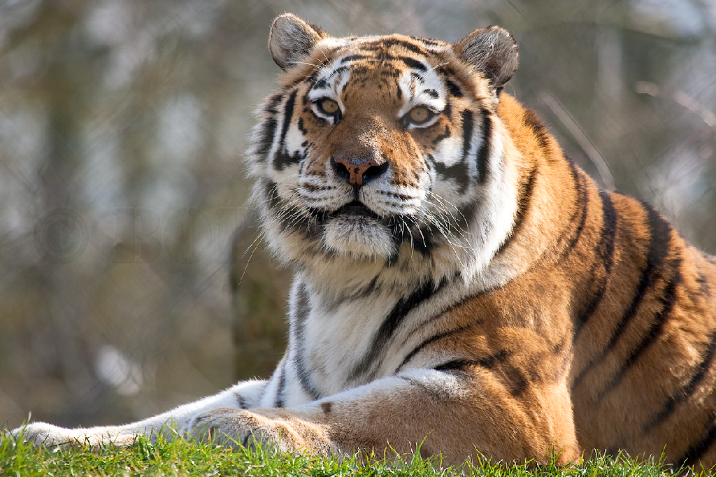 Amur (Siberian) Tiger