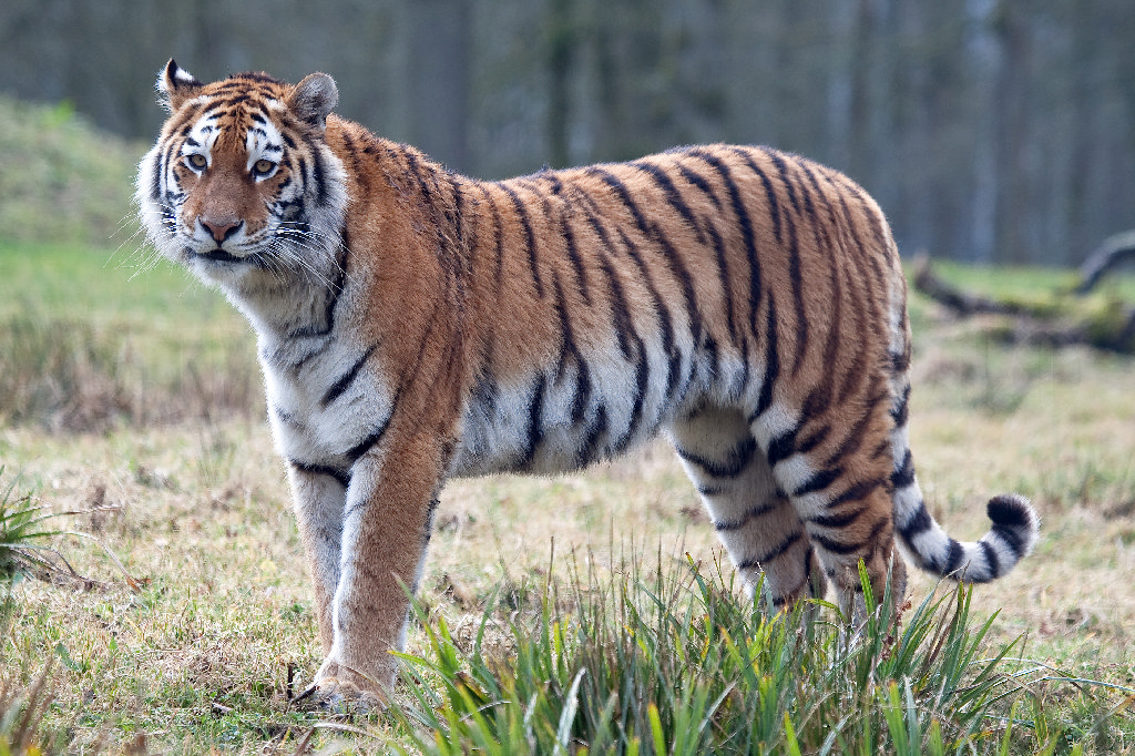 Amur (Siberian) Tiger
