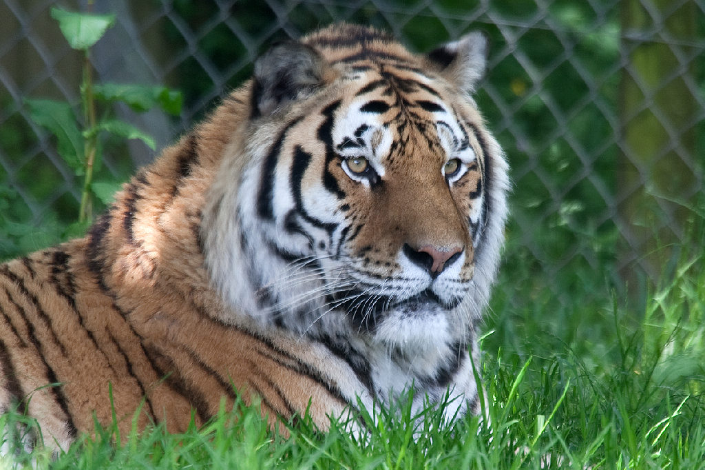 Amur (Siberian) Tiger