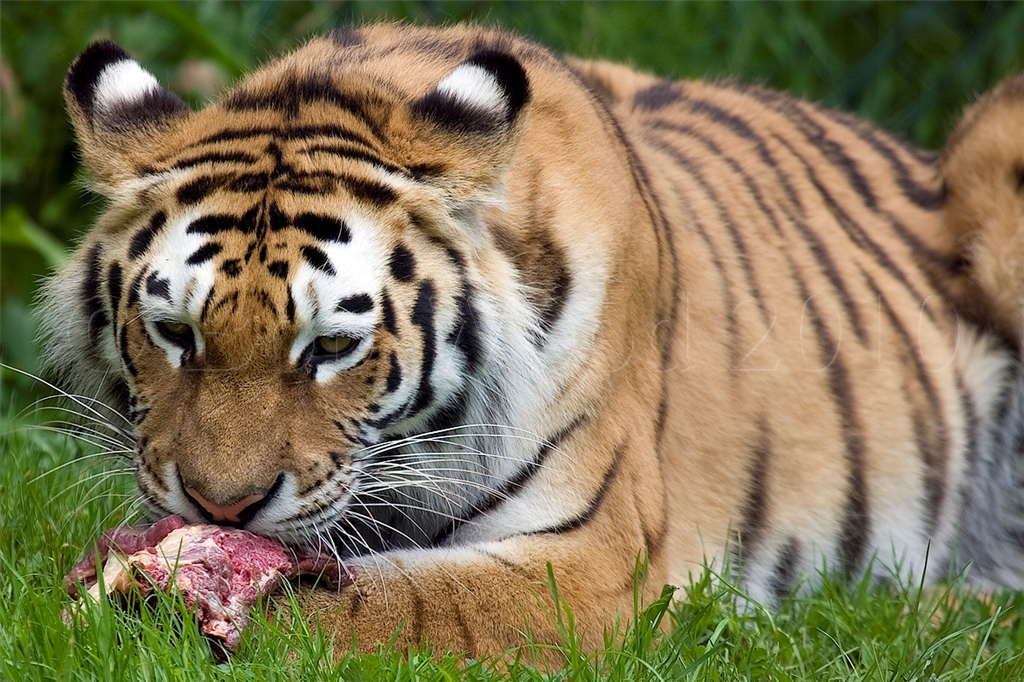 Amur (Siberian) Tiger