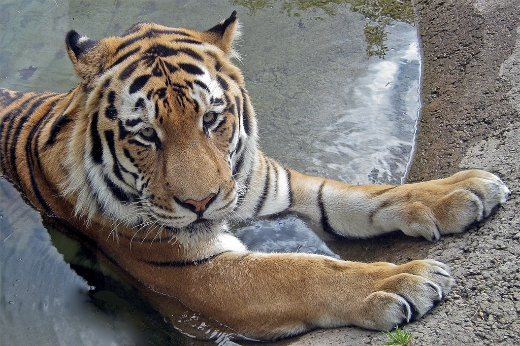 Amur (Siberian) Tiger