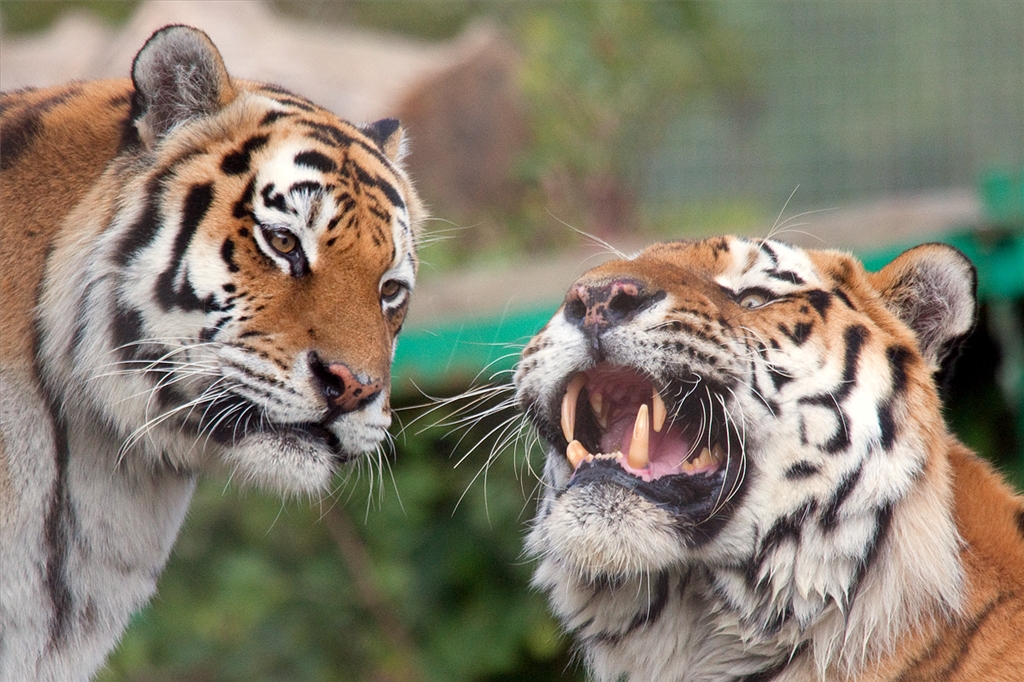 Amur (Siberian) Tiger