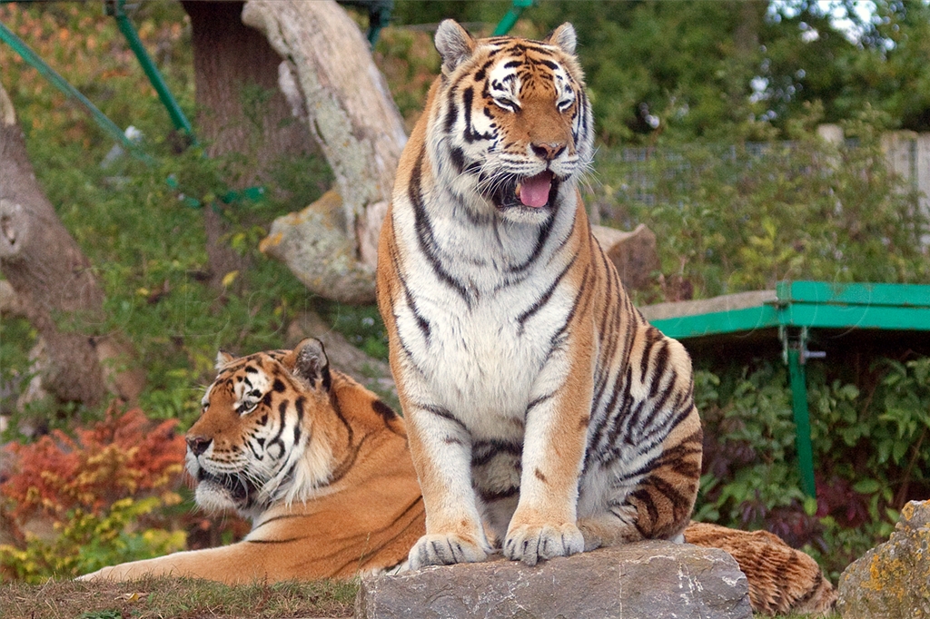 Amur (Siberian) Tiger
