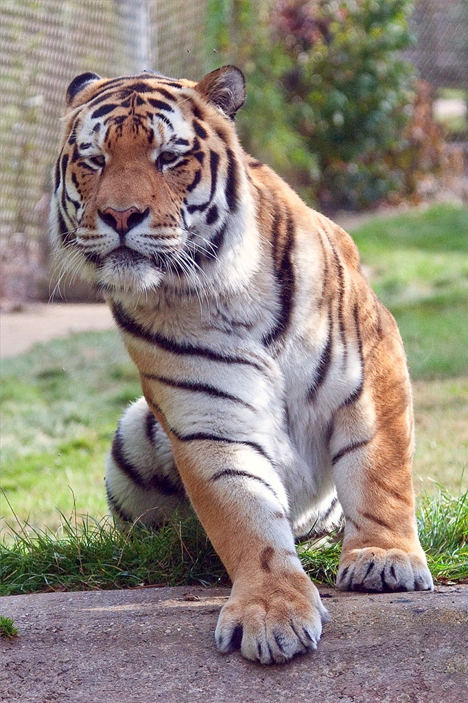 Amur (Siberian) Tiger
