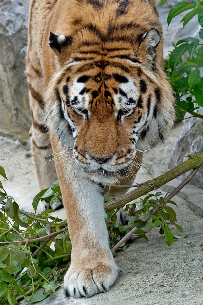 Amur (Siberian) Tiger