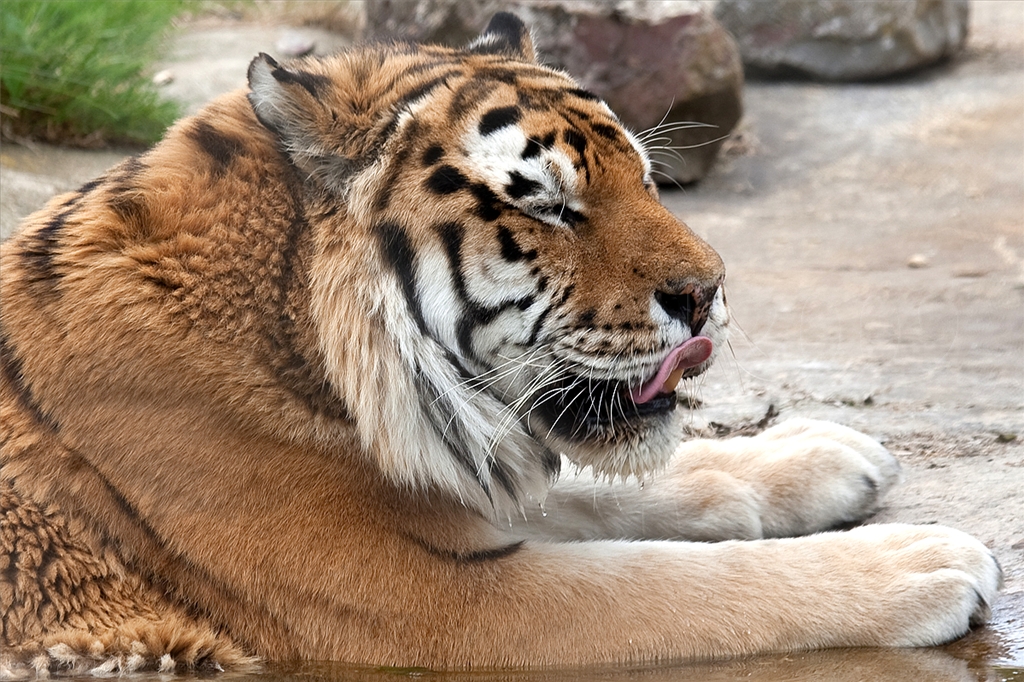 Amur (Siberian) Tiger