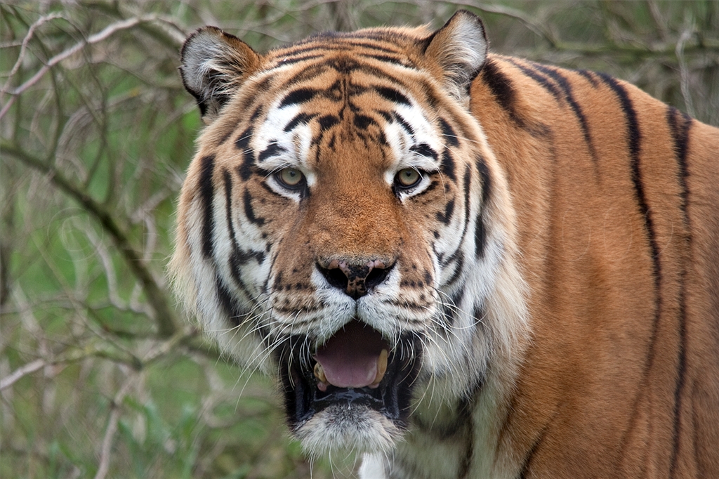 Amur (Siberian) Tiger