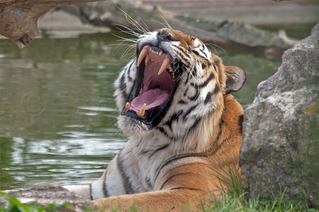 Amur (Siberian) Tiger