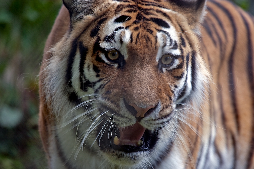 Amur (Siberian) Tiger