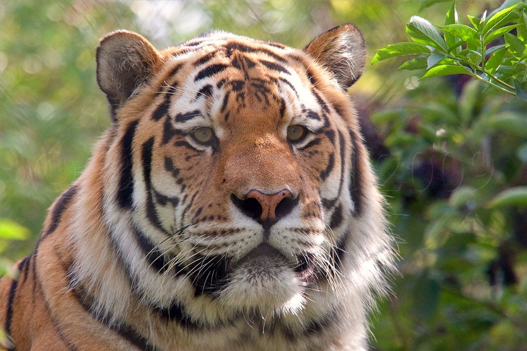 Amur (Siberian) Tiger