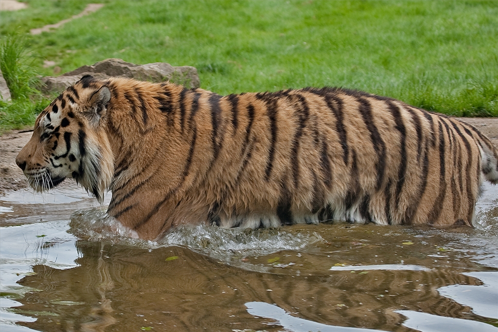 Amur (Siberian) Tiger