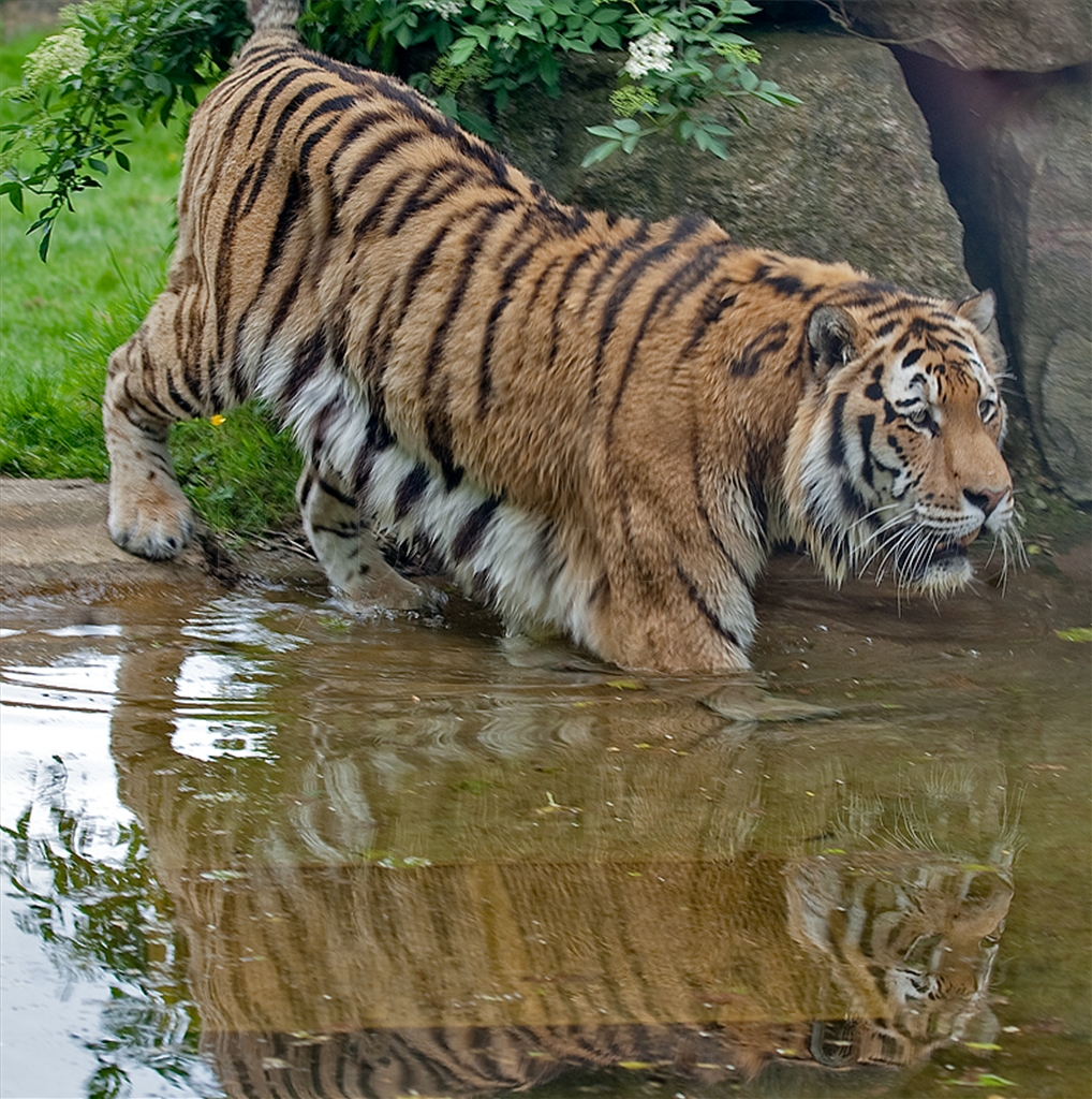 Amur (Siberian) Tiger