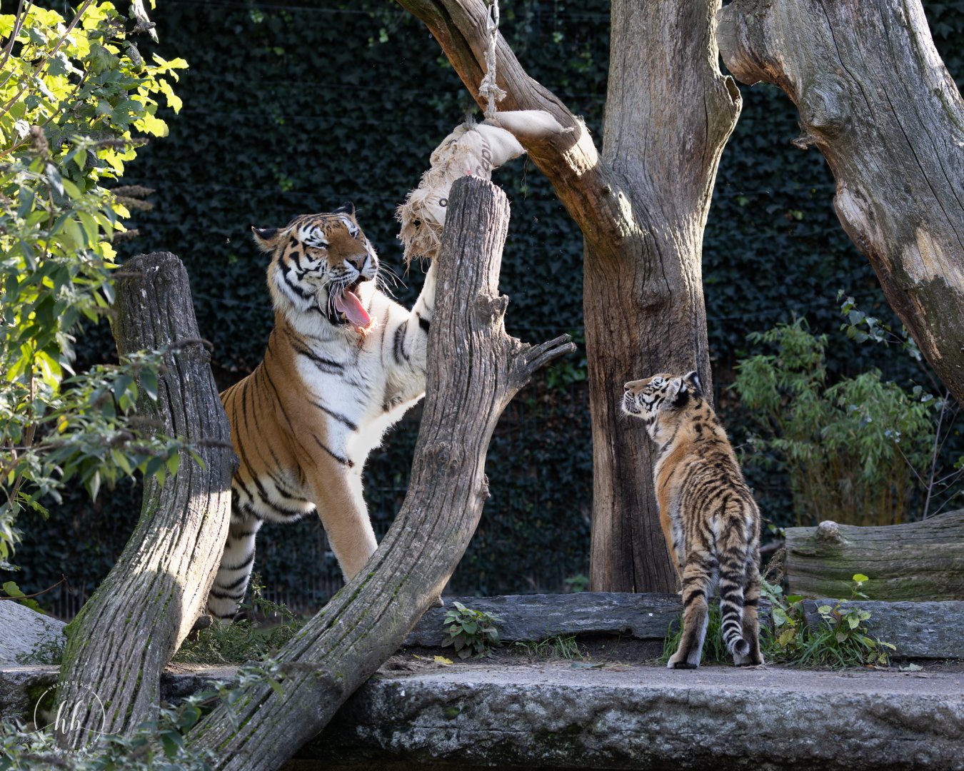 Amur/Siberian Tigers / Copenhagen / 30-9-24