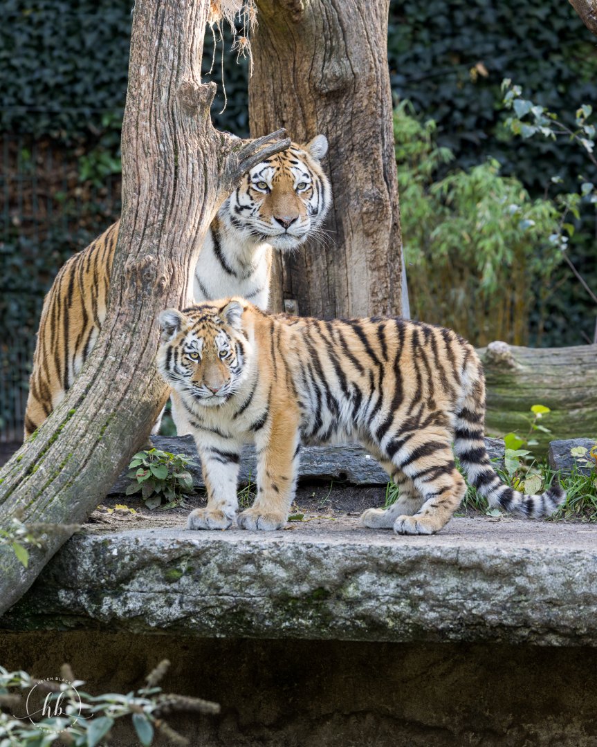 Amur/Siberian Tigers / Copenhagen Zoo / 30-9-24