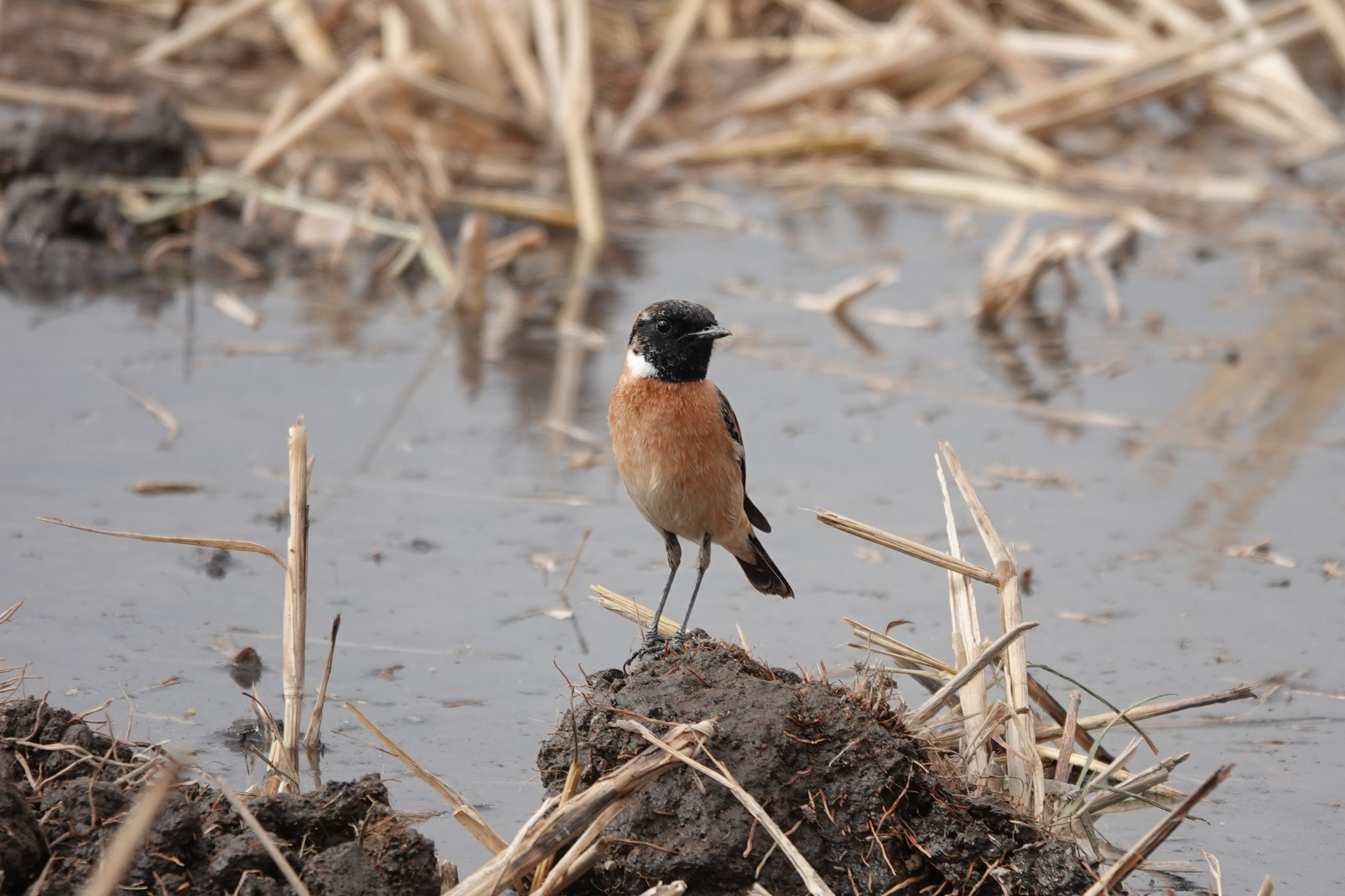 Amur Stonechat