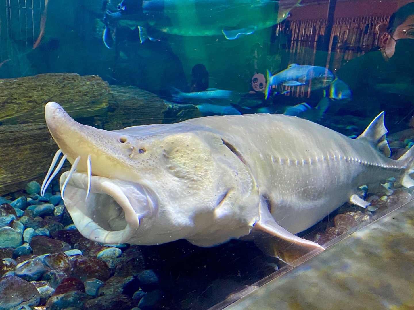 Amur Sturgeon (Acipenser schrenckii)